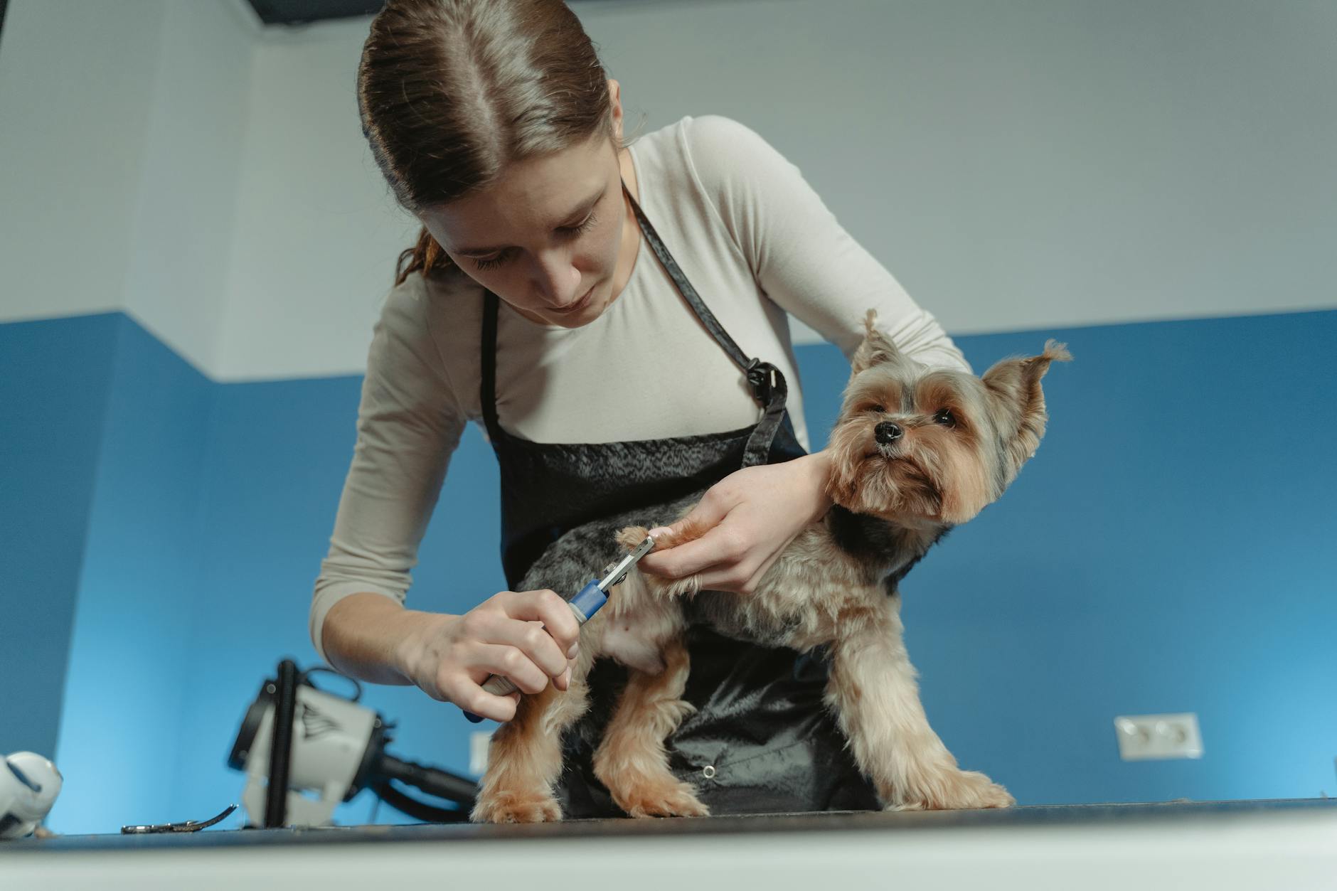 Pet Grooming / Spa thú cưng