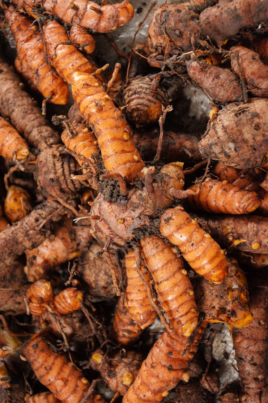 Nghệ Vĩnh Phúc
