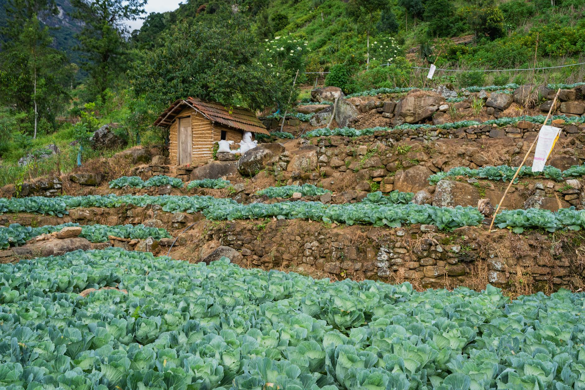 Nông trại cao nguyên