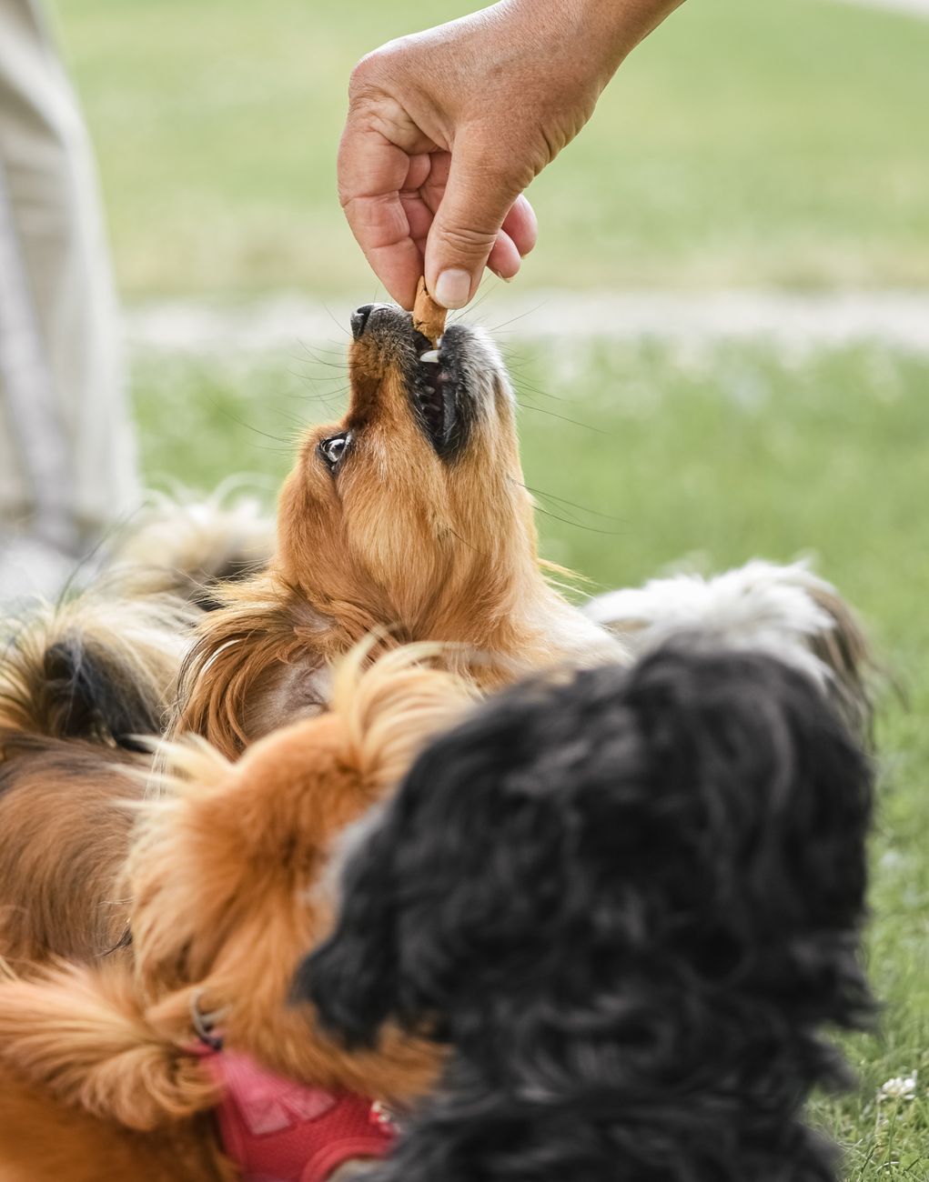 Treat